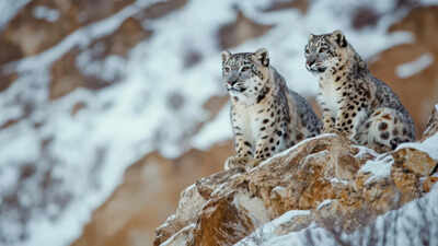 Safari in snow leopard home? Conservationists say Ladakh is no Kaziranga