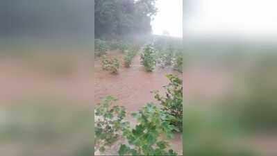 Canal breach floods hundreds of acres in Fatehabad, crops submerged