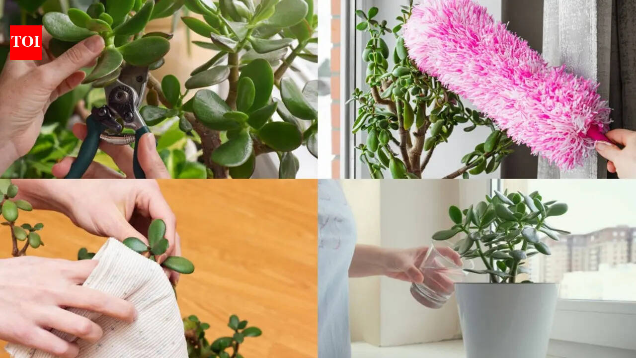 August jade plant care: 5 easy steps to encourage fuller, healthier growth