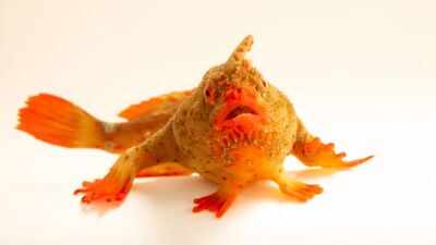 Meet the red handfish, the critically endangered 'walking' fish that became Photo Ark's 18,000th species