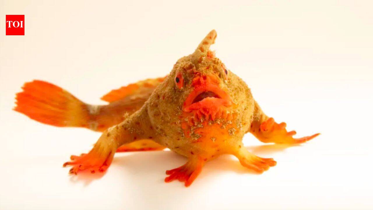Meet Red Handfish, the endangered 'walking' fish that became Photo Ark's 18,000th species