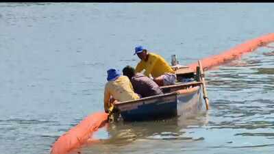 In Rio de Janeiro's Guanabara Bay, discarded salon hair is being transformed into an oil-absorbing barrier that protects mangroves from oil spills