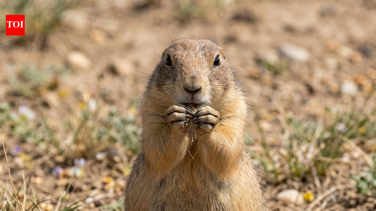 America poisoned prairie dogs for decades, but scientists found they sustain healthy grasslands