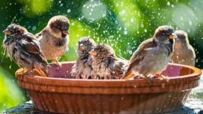 DIY garden birdbath: 5 easy ideas using old household items