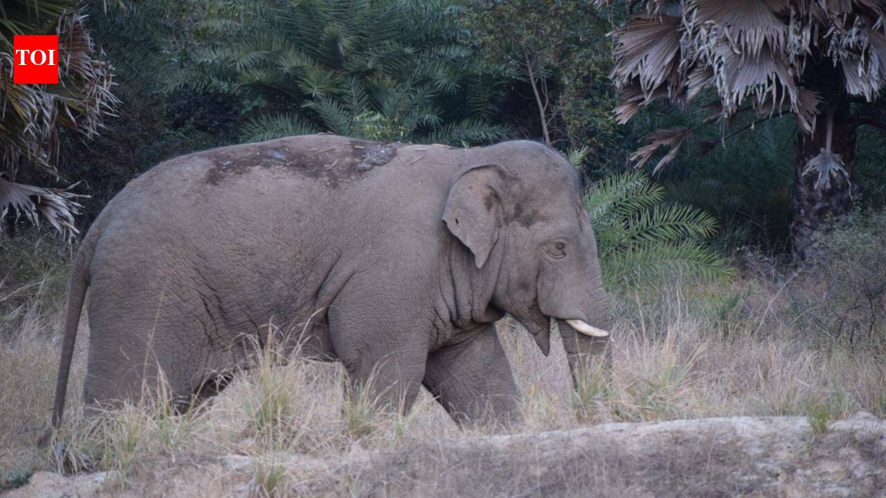 VTR elephant movement highlights need for community-led conflict management