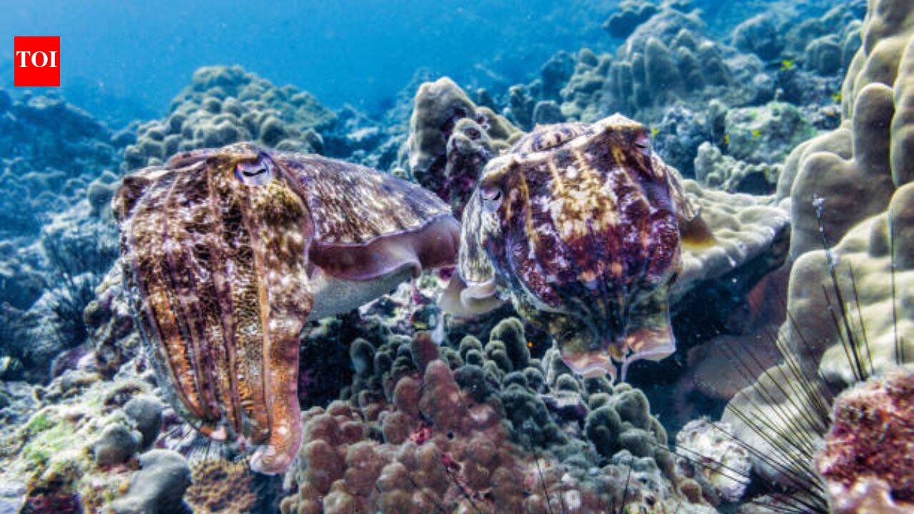 Over 100,000 cuttlefish gather in Australia yearly; fewer than 10 arrived in 2026, baffling scientists