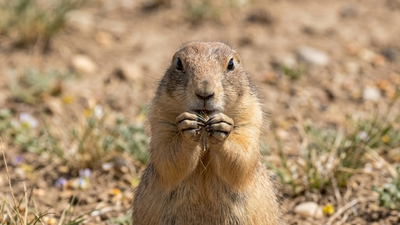America spent decades poisoning prairie dogs as pests, but scientists found they help keep grasslands healthy