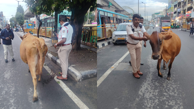 Cows take over Bengaluru ORR, police book owner after traffic chaos