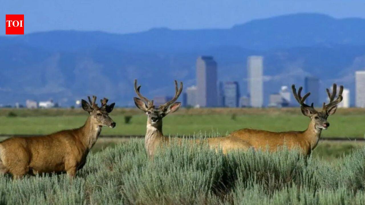 Colorado cleaned up Rocky Mountain Arsenal; refuge now supports more than 330 animal species