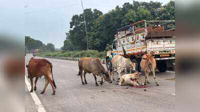 Stray cattle deaths on NH-19 raise road safety concerns in Hazaribag