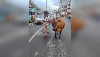 Cows disrupt traffic on busy ORR, milkman lands in soup