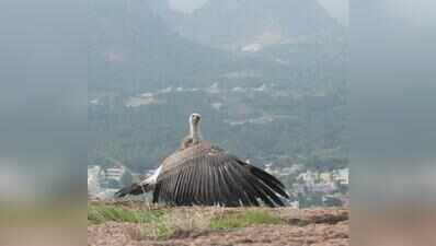 Rare Indian vulture flies back into wild after leg injury