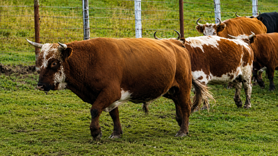 These cattle were left to survive alone on an Alaskan island; generations later, their DNA was unlike most US breeds