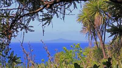 How 280,000 volunteer-planted trees transformed New Zealand's Tiritiri Matangi from a degraded island into a conservation sanctuary