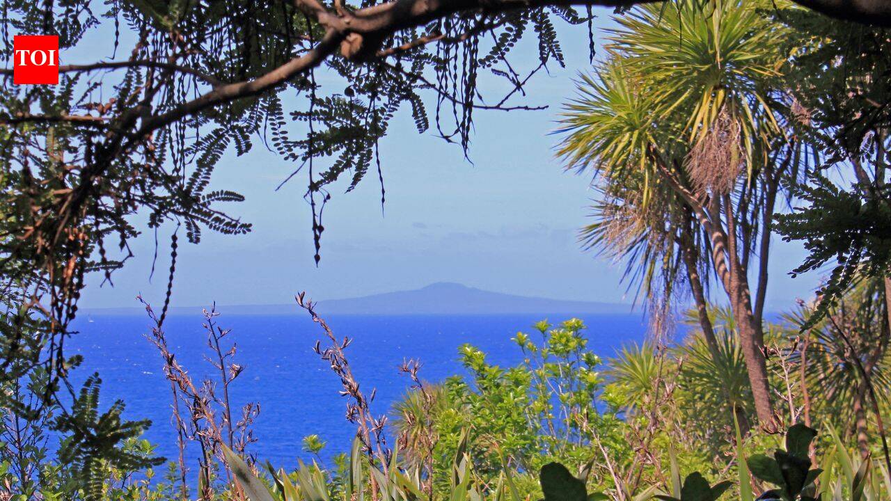 280,000 trees transform New Zealand island into conservation sanctuary