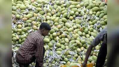 Andhra Pradesh Totapuri growers face price crash despite Centre’s MIS