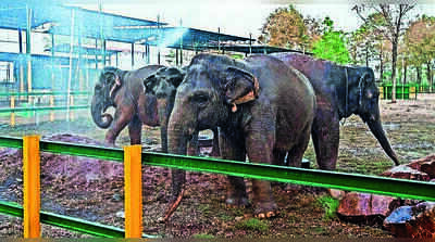 Tamil Nadu Elephant Rescue Centre Rehabilitates Abused Captives