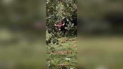 Cotigao residents demand safety as gaurs stray near villages
