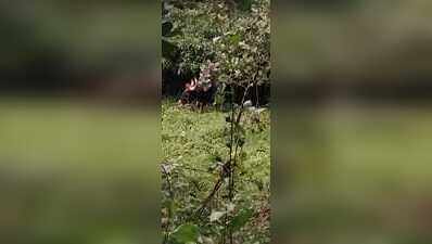 Cotigao residents demand safety as gaurs stray near villages