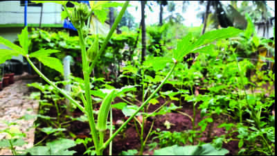 Rain, labour woes hit GI okra supply before Chaturthi