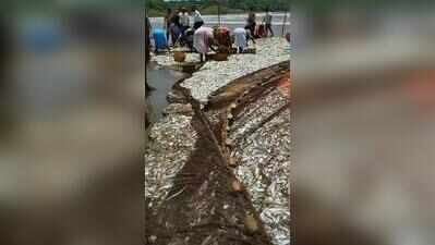Caranzalem fishermen return to sea with bumper 2-tonne catch