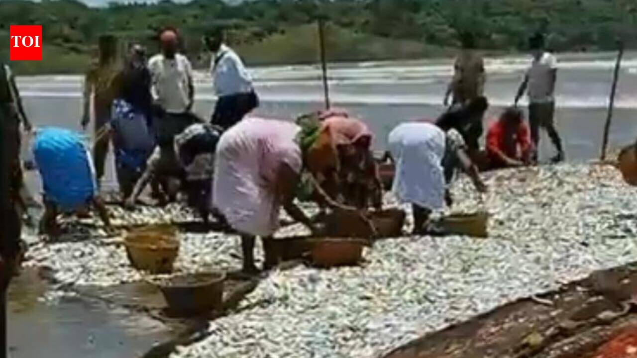 Caranzalem fishermen return to sea with bumper 2-tonne catch