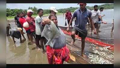 Caranzalem fishermen return to sea with bumper 2-tonne catch