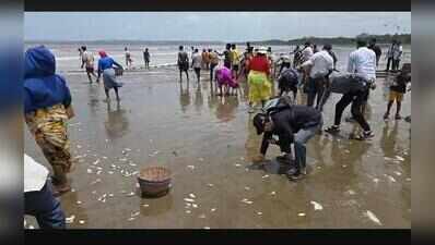 Caranzalem fishermen return to sea with bumper 2-tonne catch