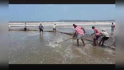 Caranzalem fishermen return to sea with bumper 2-tonne catch