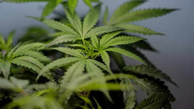 Air India Phuket flight probe: Marijuana’s legal availability adds to worries of airlines