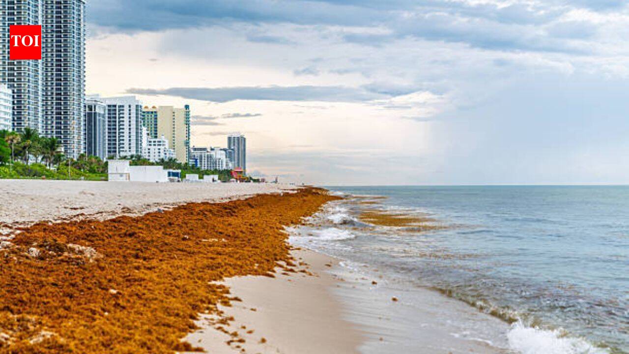 Mexico cleaned 100K+ tons of sargassum in 2026, but the seaweed crisis is now threatening its tourism