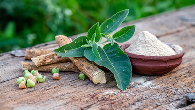 Ashwagandha: Harvard report flags side effects of using this traditional Indian medicine; says, ‘data on use beyond three months are limited’