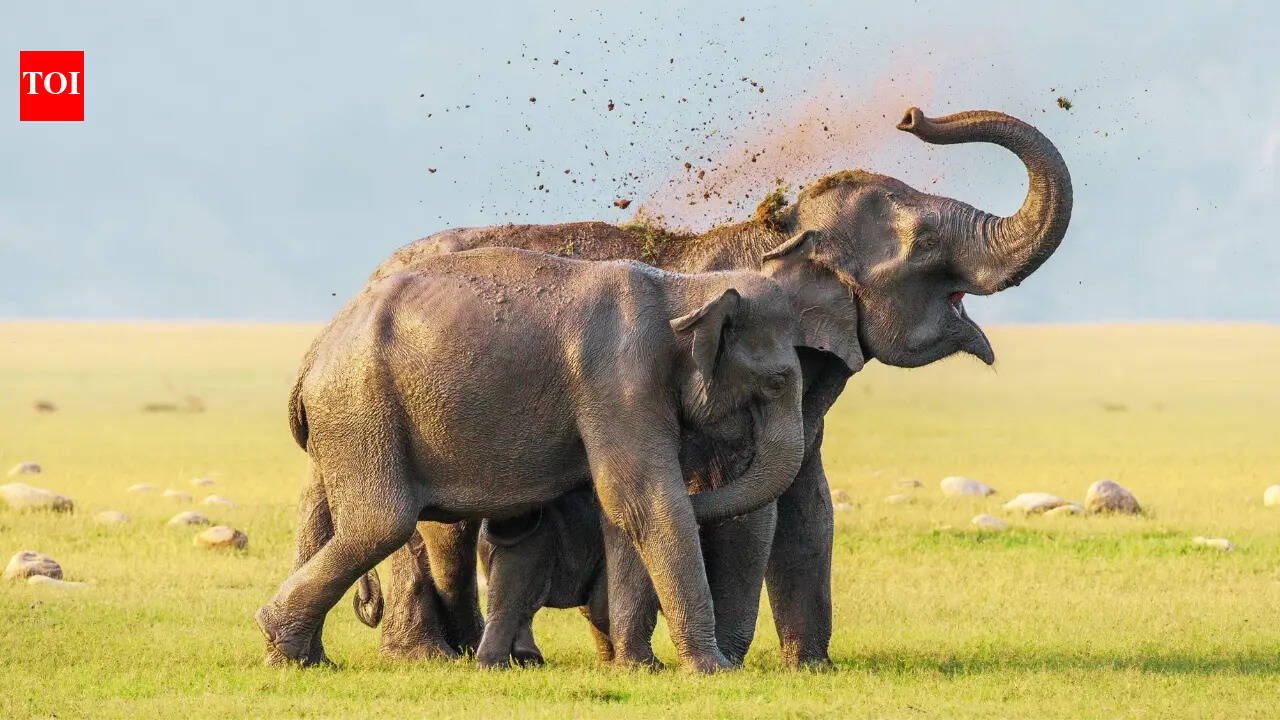 From Kaziranga to Bandipur: Indian forests every elephant lover should know this World Elephant Day