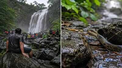 A 38-year-old tourist dies after being bitten by a snake at Amboli Waterfall; What travellers must know before visiting Maharashtra’s monsoon hotspot