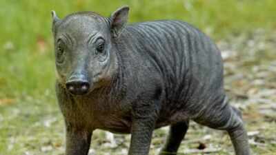 Meet Rana, the rare Chester Zoo piglet that was about the size of a 'grapefruit' at birth and belongs to one of the world's strangest wild pig species