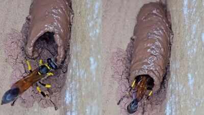 The insect that makes its own mudhouse and whose larva eats its prey alive: Meet the Potter Wasp which used clay to create its self-designed abodes which hide a terrible secret