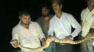 Two Indian rock pythons rescued from religious event in Chas