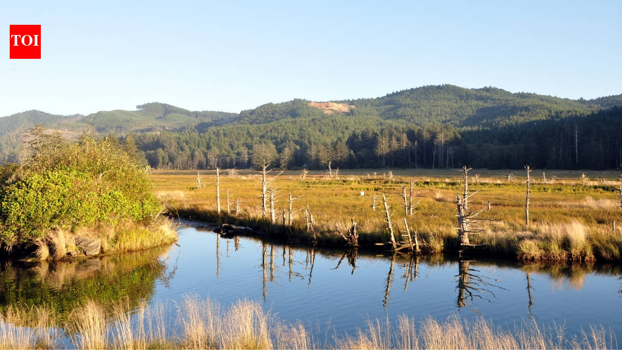 Siletz Bay restores 37 acres of tidal wetlands after a century of diking turned marsh into pasture
