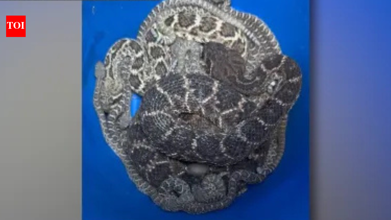 Texas homeowner finds more than 20 rattlesnakes emerging from beneath house