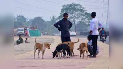 Stray dog attacks student on Balasore school premises, sparks protest