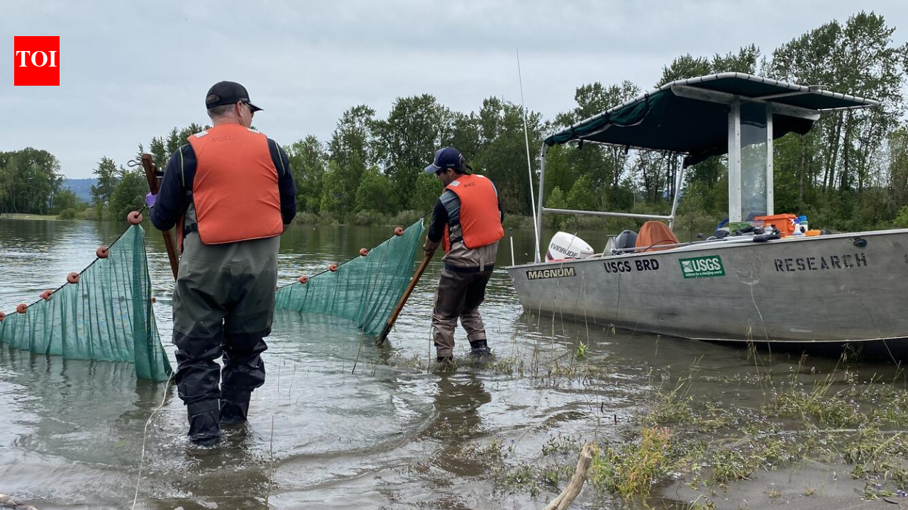 In 2020, engineers pumped 225,000 cubic yards of dredged sediment into the Columbia River; it became four new islands now being studied as salmon habitat