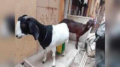 Goat milk to join Sudha’s dairy network