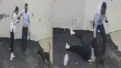 Video: Pitbull mauls Patiala couple viewing rental home, woman suffers deep wounds