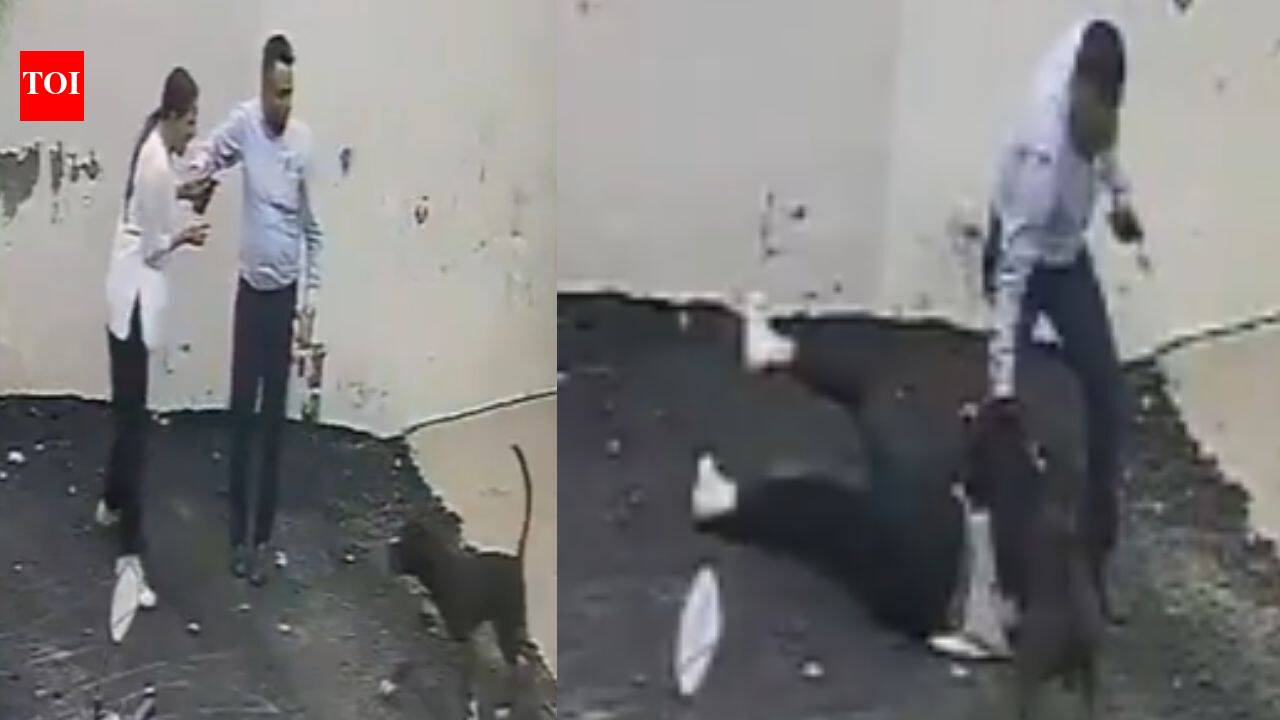 Video: Pitbull mauls Patiala couple viewing rental home, woman suffers deep wounds