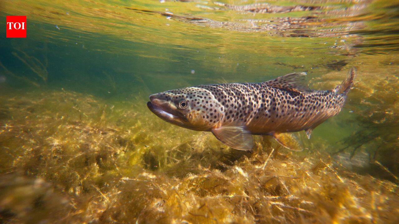 73 years later, Cape Cod removes barrier blocking native trout’s return