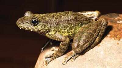 Leap, frog! DU prof has found three new species