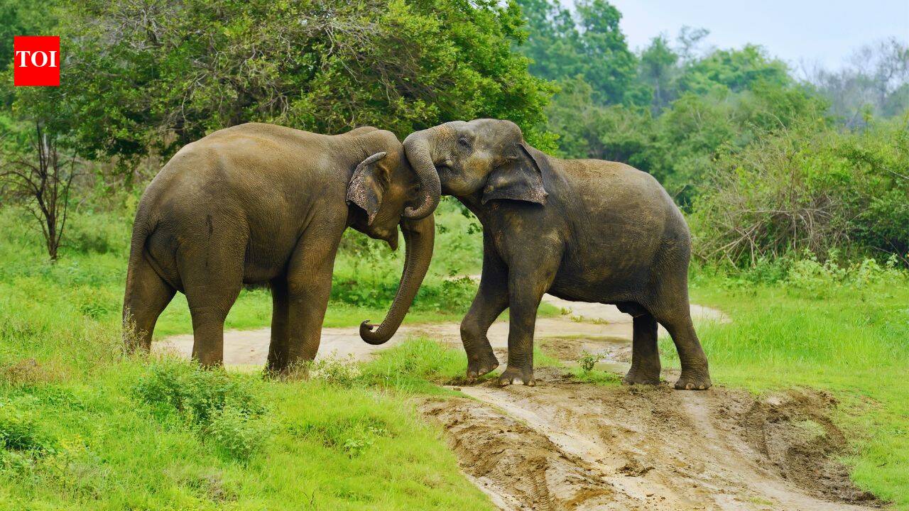 Assam proposes to reduce Kaziranga National Park’s Eco-Sensitive Zone (ESZ) from 10 km to 1 km; what does this mean for its elephants, rhinos and other wildlife