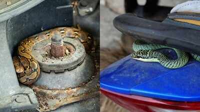 <b>Why snakes enter cars, scooters and even toilets: What attracts them to these places</b>