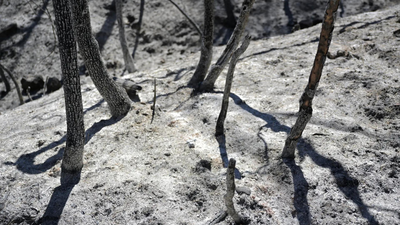 Potatoes 'boiling' in ground, livestock dead: Record heat ruins harvest in South Korea, Japan, Hong Kong