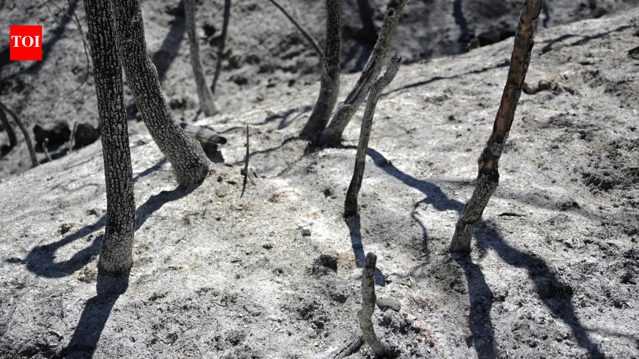 Potatoes 'boiling' in ground, livestock dead: Record heat ruins harvest in South Korea, Japan, Hong Kong